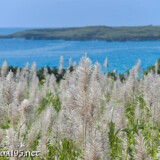 さとうきびの穂と青い海