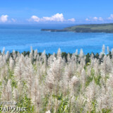 さとうきびの穂と青い海