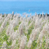 さとうきびの穂と青い海