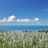 さとうきびの穂と青い海