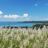 さとうきびの穂と青い海