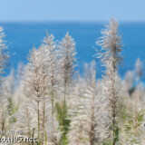 さとうきびの穂と青い海