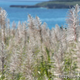 さとうきびの穂と青い海