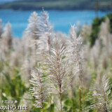 さとうきびの穂と青い海