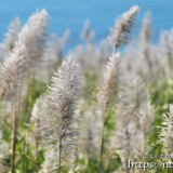 さとうきびの穂と青い海