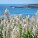 さとうきびの穂と青い海