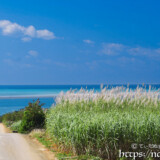 さとうきびの穂と青い海
