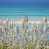 さとうきびの穂と青い海