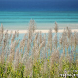 さとうきびの穂と青い海