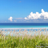 さとうきびの穂と青い海