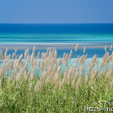 さとうきびの穂と青い海