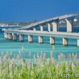 さとうきびの穂と伊良部大橋