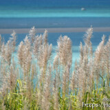 さとうきびの穂と青い海