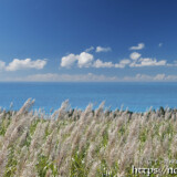 さとうきびの穂と青い海