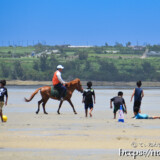 サニツ浜カーニバルで干潟を歩く宮古馬-2012年撮影-