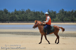 サニツ浜カーニバルで干潟を歩く宮古馬-2012年撮影-