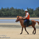 サニツ浜カーニバルで干潟を歩く宮古馬-2012年撮影-