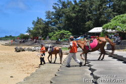 サニツ浜カーニバルで干潟に降りる宮古馬-2012年撮影-