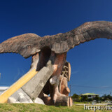 伊良部島「平成の森公園」のサシバ