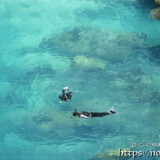 シュノーケリングをする人々-インギャーマリンガーデン