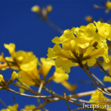 青空に映える黄色いイッペーの花
