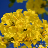 黄色いブーケのようなイッペーの花