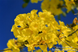 黄色いブーケのようなイッペーの花