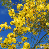 青空に映える黄色いイッペーの花