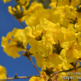 青空に映える黄色いイッペーの花