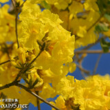 可愛いイッペーの花