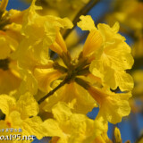 可愛いイッペーの花