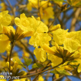 ブーケのようなイッペーの花