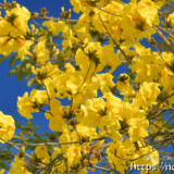 咲き乱れるイッペーの花