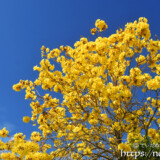 青空と咲き乱れる豪華なイッペーの花々