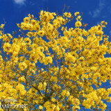 青空と咲き乱れる豪華なイッペーの花々
