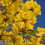 黄色いブーケのようなイッペーの花