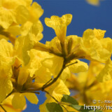 青空に映える黄色いイッペーの花