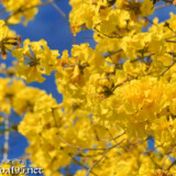黄色いブーケのようなイッペーの花