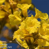 可愛いイッペーの花