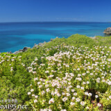崖に咲く天の梅と青い海
