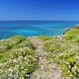 崖に咲く天の梅と青い海