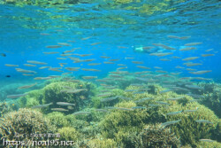 黄色いサンゴの森とキビナゴの大群-西表島シュノーケリング