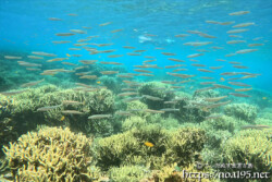 サンゴの森に現れたキビナゴの大群-西表島シュノーケリング