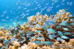 サンゴに群れるデバスズメダイ-西表島シュノーケリング