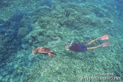 サンゴの森を泳ぐウミガメ-西表島シュノーケリング
