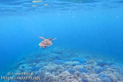 サンゴの森を泳ぐウミガメ-西表島シュノーケリング