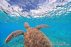 海面へ浮上するウミガメ-西表島シュノーケリング
