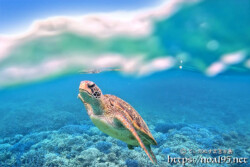 海面に浮上するウミガメ-西表島シュノーケリング