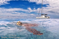 海面に顔を出したウミガメ-西表島シュノーケリング