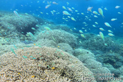 サンゴに群れるデバスズメダイ-西表島シュノーケリング